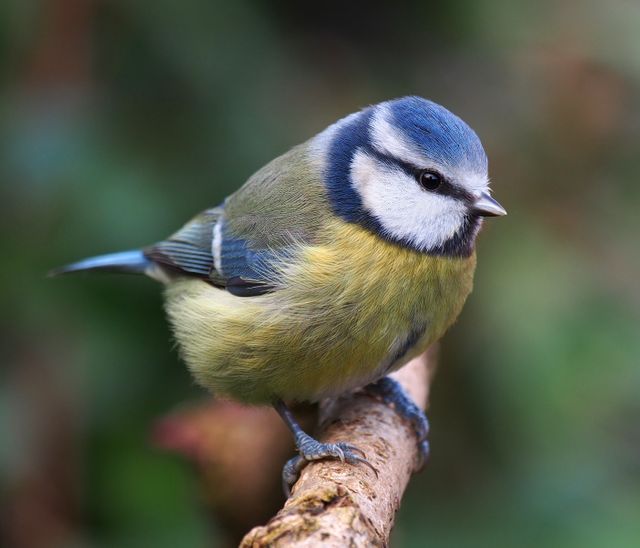 Mésange bleue
