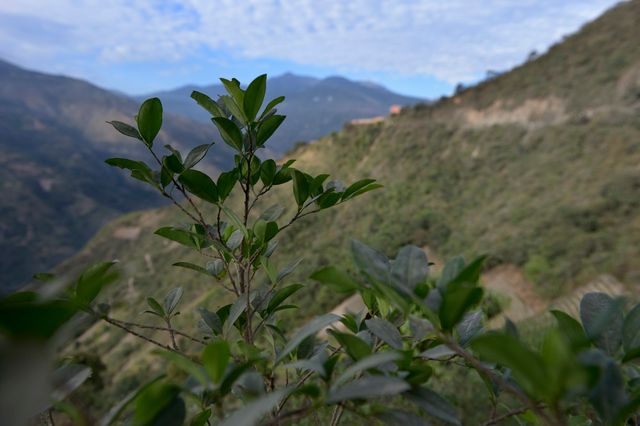 Feuilles de coca en Bolivie.