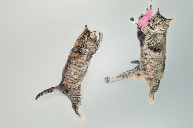 Chat