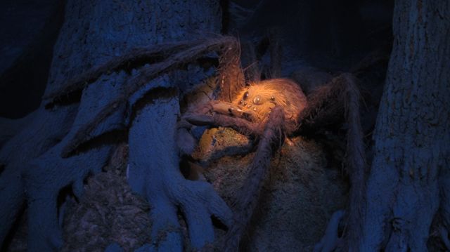 L'araignée géante d'Harry Potter
