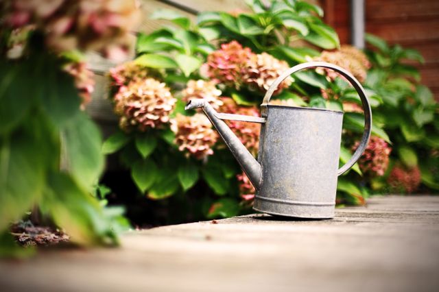 jardin