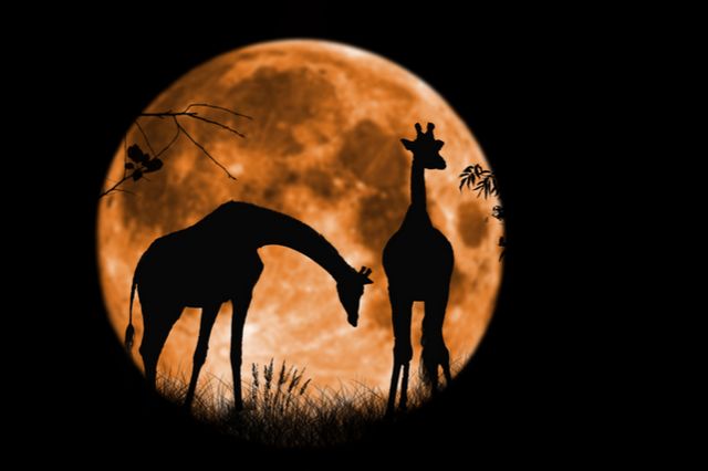 "Giraffes at Full Moon"