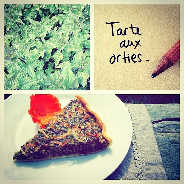tarte d ortie