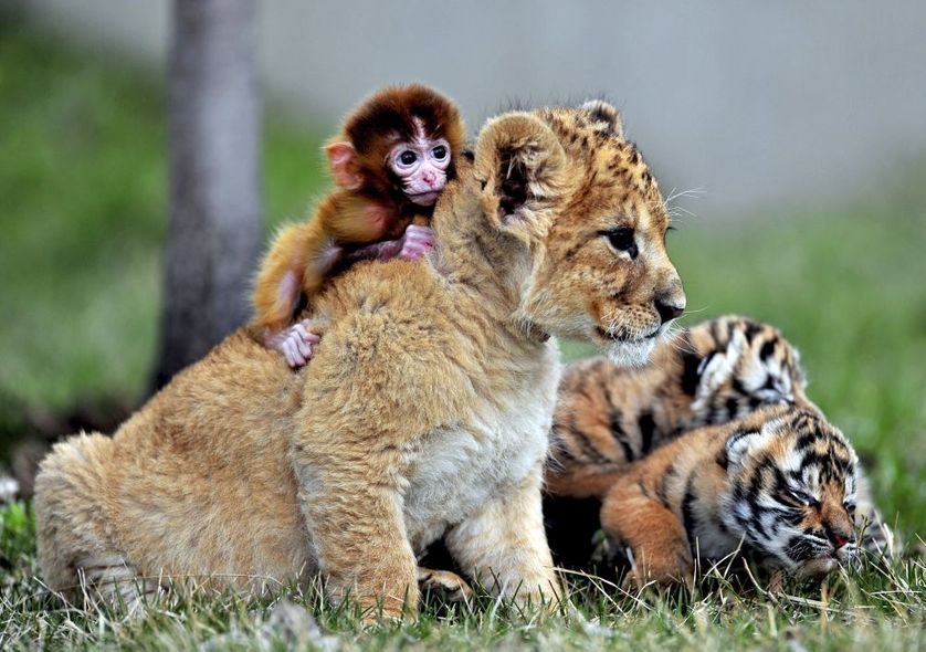 Un bébé singe, un bébé lion et deux bébés tigres dans un parc chinois en 2013
