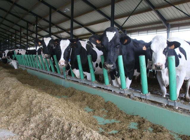 La ferme dite des "mille vaches", à Drucat dans la Somme.