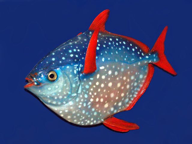 reproduction d'un Lampris Guttatus, Musée de Lisbonne