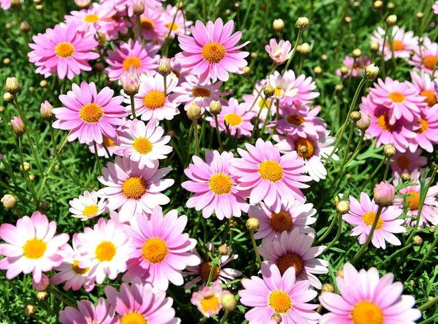 Marguerites