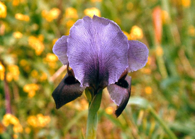 l'iris