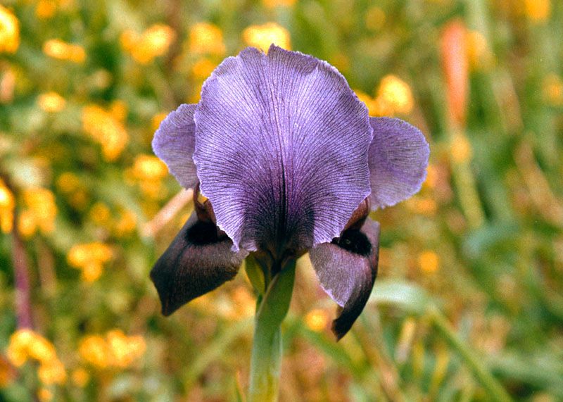 l'iris