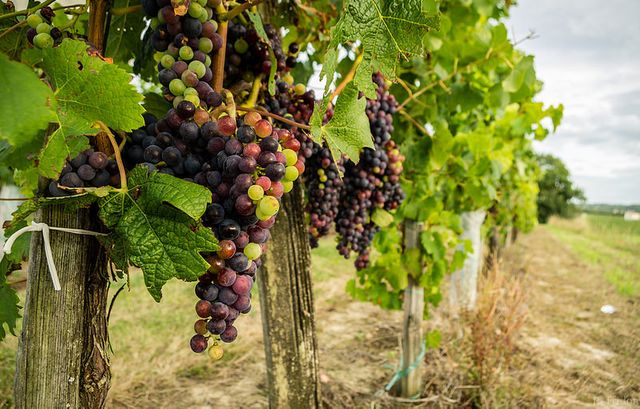 Vignes bordelaises