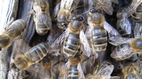 abeilles noires