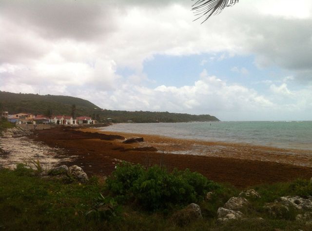 Les plages des Antilles sont envahies par les sargasses.
