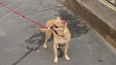Chihuahua à Paris