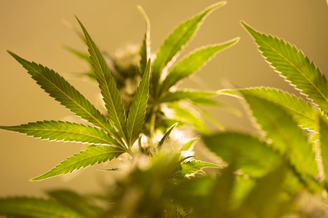 Cannabis