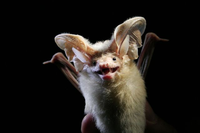 c-souris