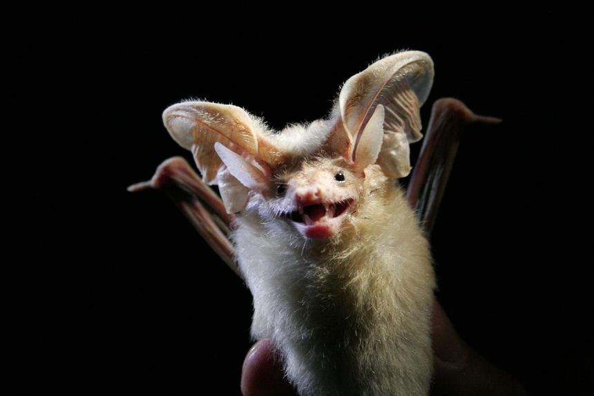 c-souris