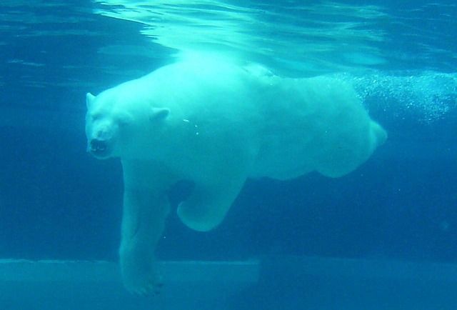 Les ours polaires sont parmi les espèces en danger