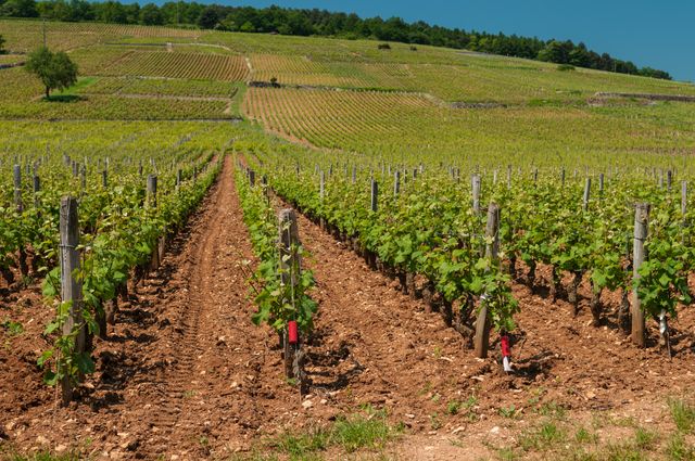 Vignes du domaine de la Romanée-Conti