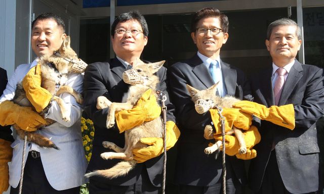Corée du Sud, 2011 - Le scientifique Hwang Woo-suk et ses collègues, de la fondation Sooam spécialisée dans le clonage de chiens
