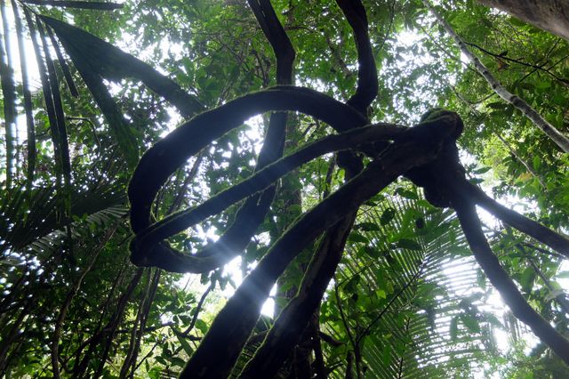 Forêt tropicale humide de la Guyane