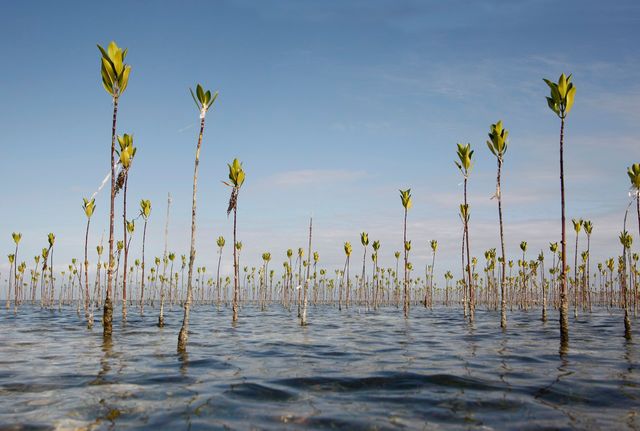 Reboisement de mangroves dans les Philippines