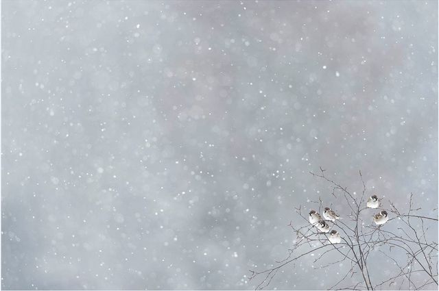 Vincent Munier - Moineaux friquets, Vosges, 2010