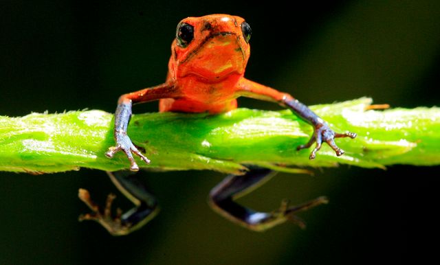 Comment sauver la biodiversité
