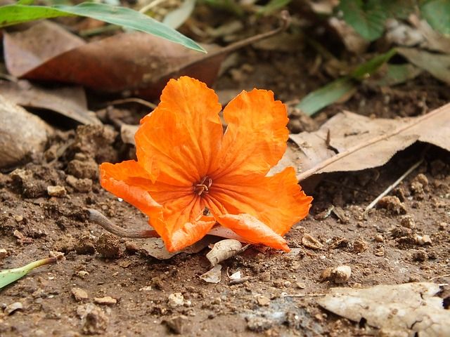 Le changement climatique menace la biodiversité