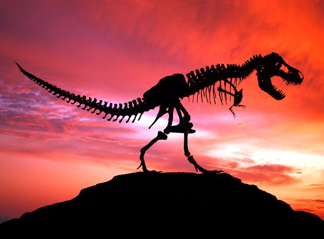 Squelette de Tyrannosaure