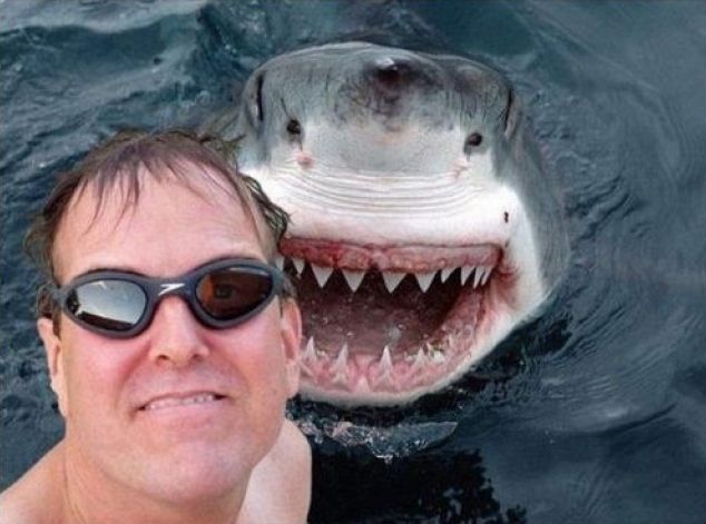 Photomontage réalisé à partir d'une photo de requin