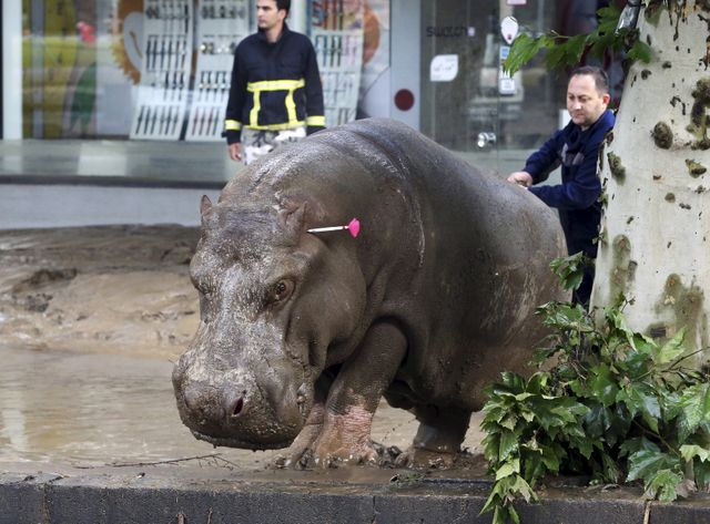 La neutralisation d'un hippopotame