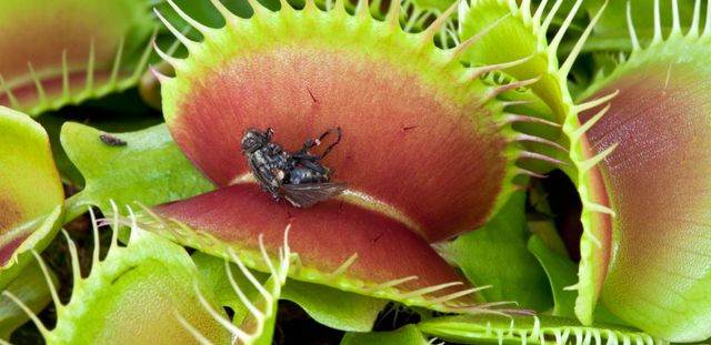 Illustration plante carnivore