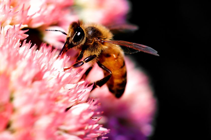 Abeille