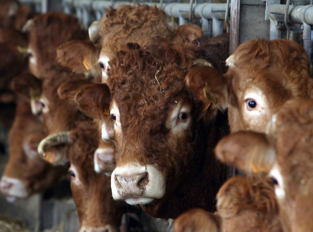Prix de la viande: Hollande "lance un appel" à la grande distribution