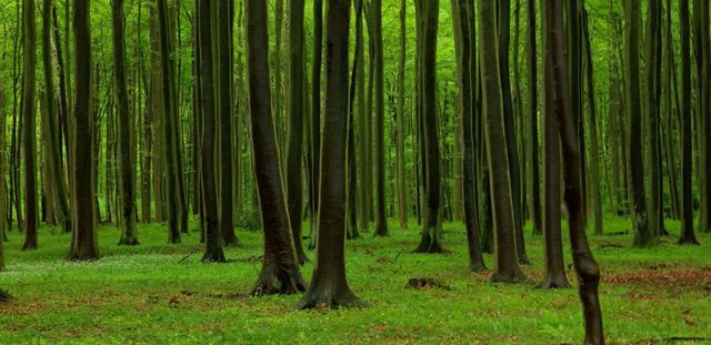 Ilustration forêt