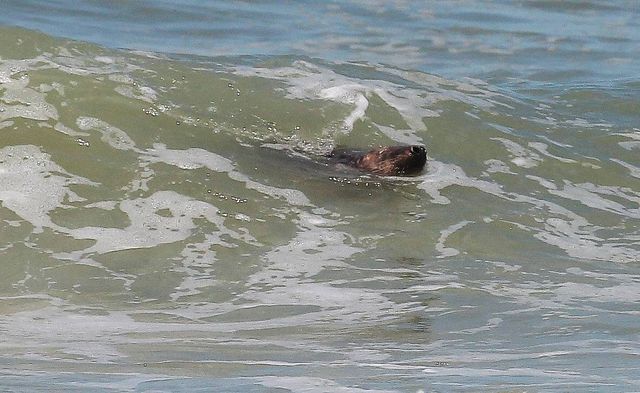 Le phoque amoureux de Montalivert a provoqué une fermeture de la plage