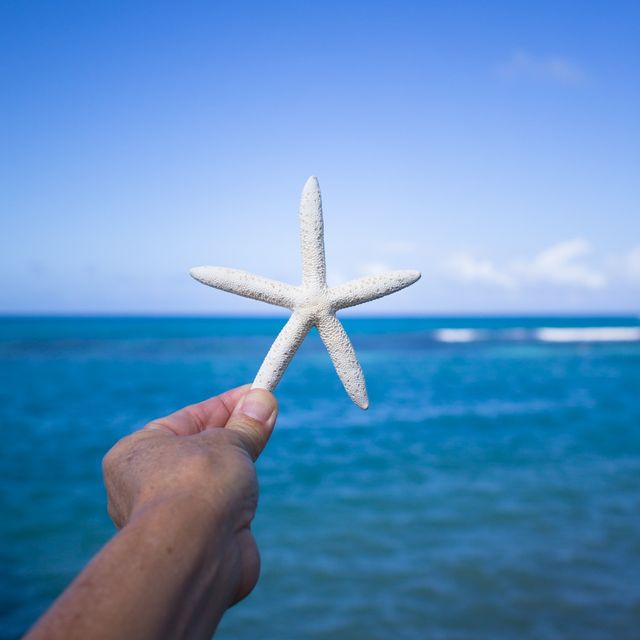 Etoile de mer