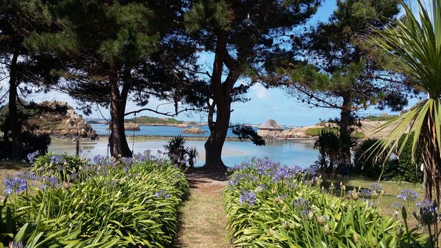 Mer et fleur à l'île de Brehat