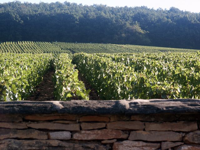 Cote de Beaune, parcelle Le Charlemagne en Bourgogne