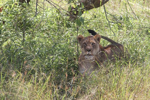 lion