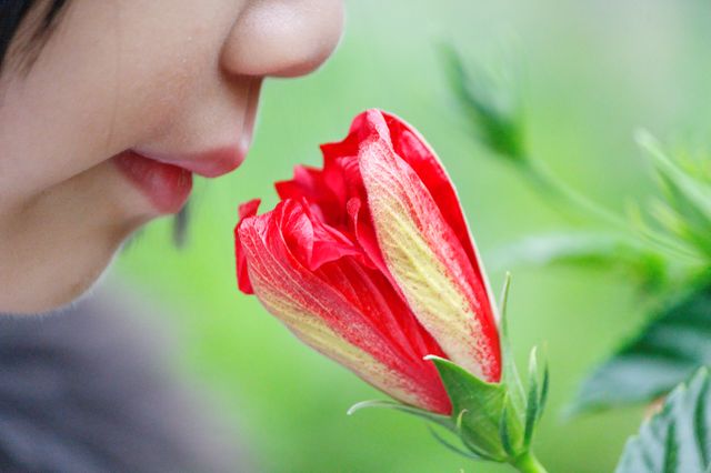 L'olfaction, un sens mal-aimé