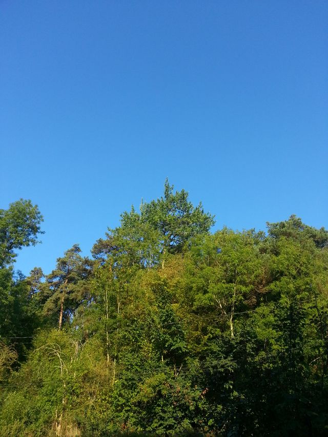 Forêt en Essonne
