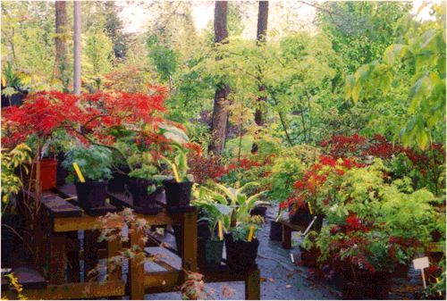 jardin