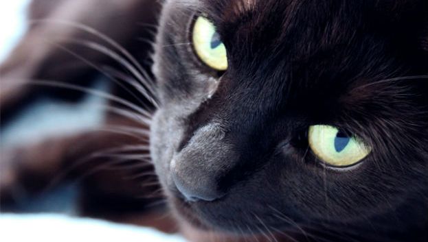 Un Tueur En Serie De Chats Noirs A Marseille