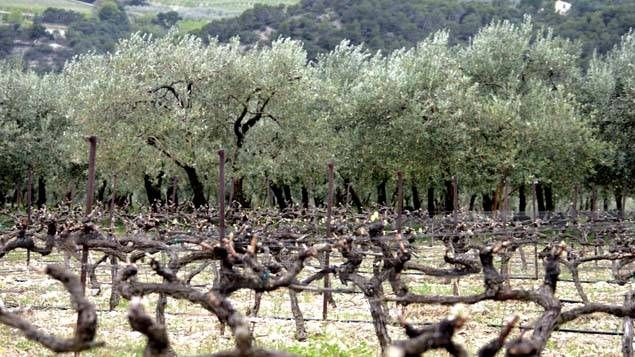 Xylella Fastidiosa touche les vignes, les oliviers, et plusieurs autres espèces végétales