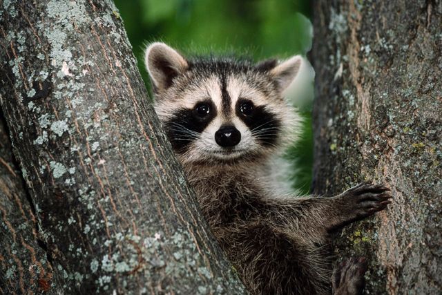 Raton laveur dans une forêt canadienne