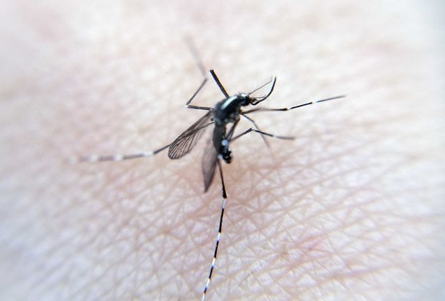Moustique-tigre, Aedes albopictus