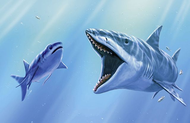 requin ancien