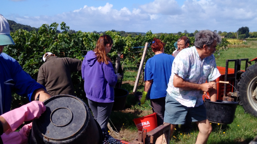 Les vendanges pour le crément de Bordeaux ont commencé à Saint-Pey