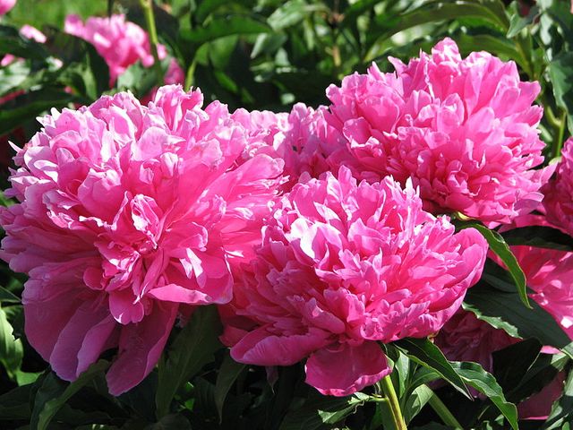 Pivoine